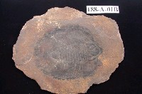 藏品(三葉蟲)的圖片